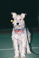Rufus